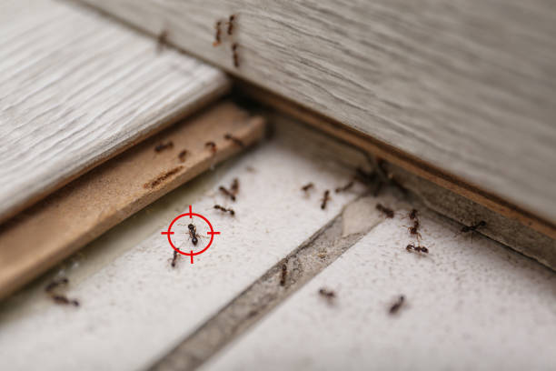 Best Mosquito Control Services  in Brownlee Park, MI