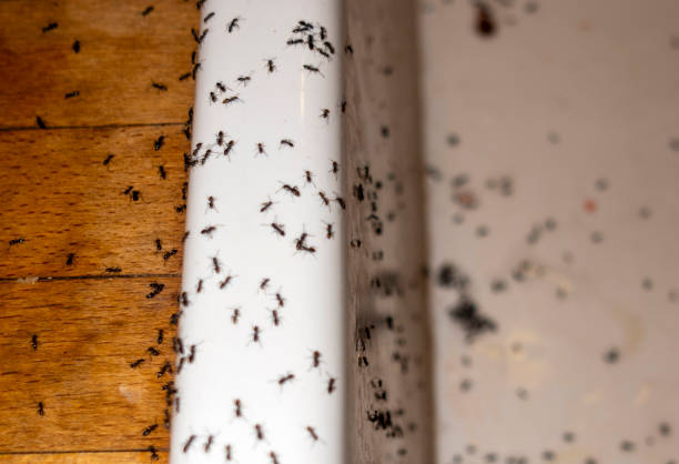 Best Ant Control Services  in Brownlee Park, MI