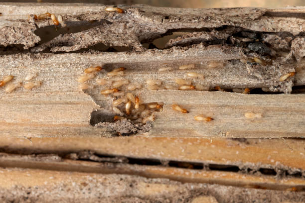 Best Affordable Pest Control Services  in Brownlee Park, MI